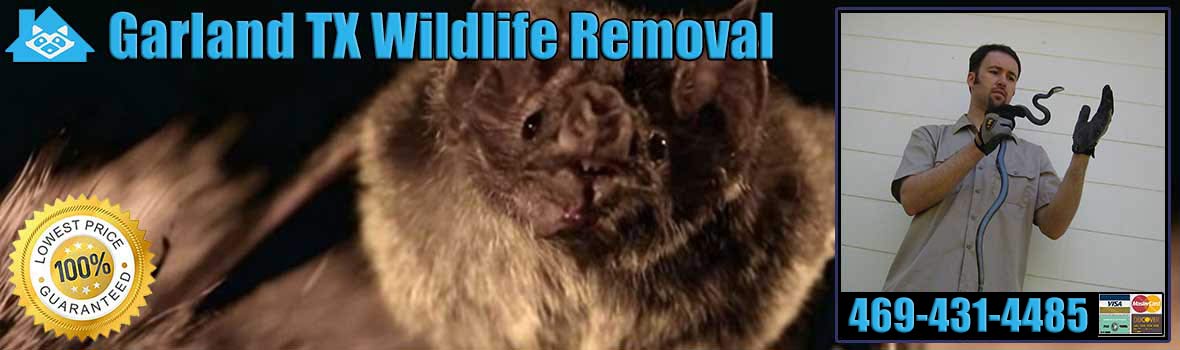 Garland Wildlife and Animal Removal